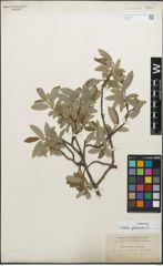 Foto von Salix glauca L.